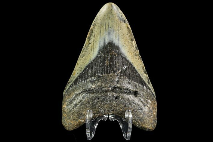 Fossil Megalodon Tooth - North Carolina #109531